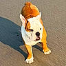 alert, animal, beach, brown, bulldog, canine, cute, daytime, dog, nature, outdoor, pet, playful, puppy, sand, shadow, standing, sunlight, white, young