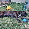 ball, brindle, canine, daytime, dog, garden_hose, grass, leaves, nature, outdoor, pet, plush_toy, relaxation, resting, sleeping, stone_steps, straw, summer, toys, yard