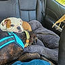 animal, black, brown, car_interior, car_seat, collar, comfort, companion, cuddle, daylight, dog, fur, harness, pet, puppy, resting, seatbelt, travel, white, window