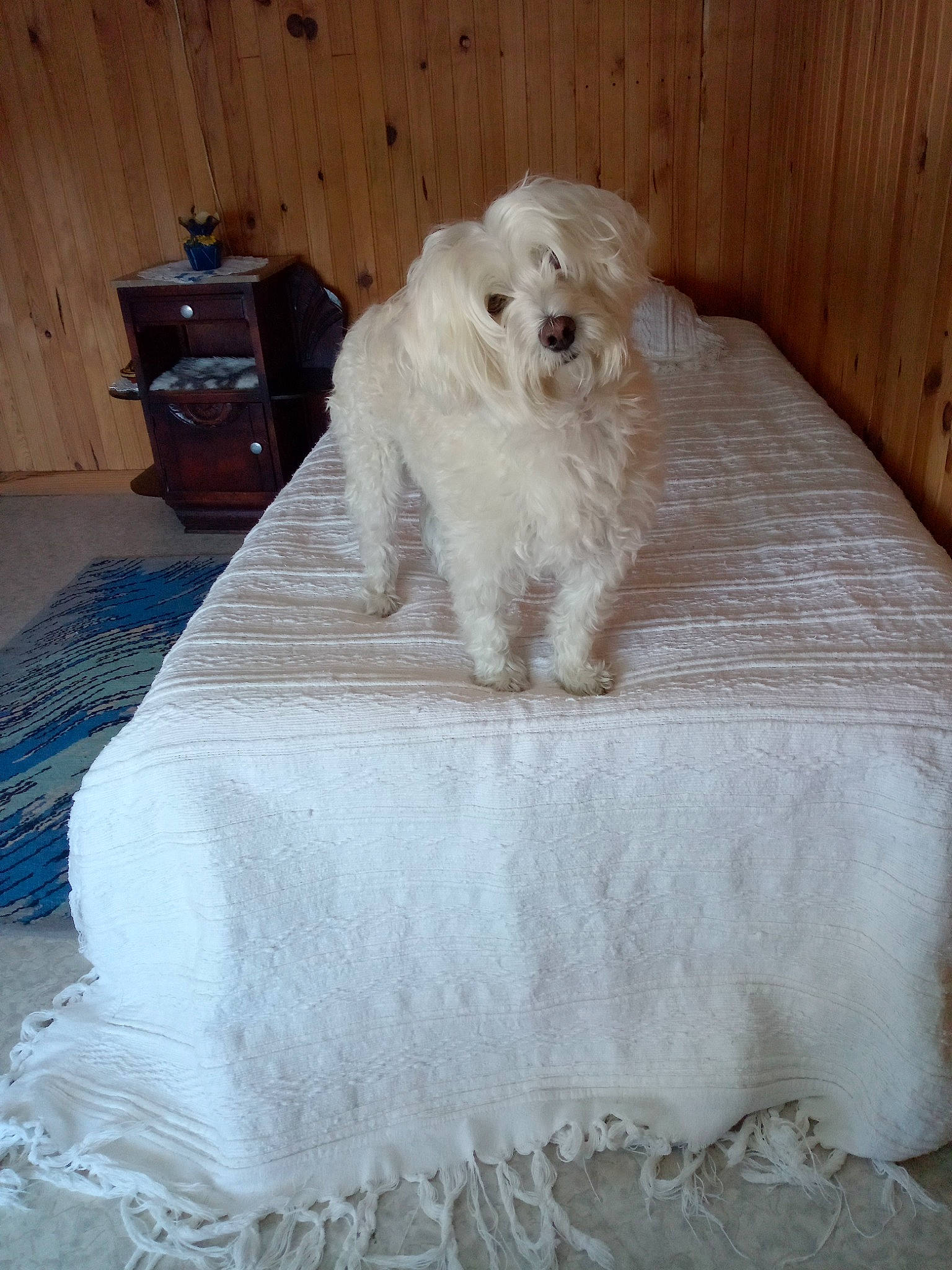 Gypsie participe au concours pour gagner de l'argent avec cette photo : bedding, cabinetry, canidae, carnivore, comfort, companion_dog, dog, dog_breed, dog_supply, fawn, flooring, fur, hardwood, labradoodle, linens, rectangle, sporting_group, toy_dog, wood, working_animal