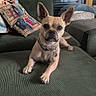Bella a rejoint le concours — aidez-le/la à gagner de superbes lots ! dog, pet, indoor, living_room, couch, pillows, window, blinds, furniture, relaxing, canine, small_dog, curious, ears, collar, green, comfort, home, texture, cozy