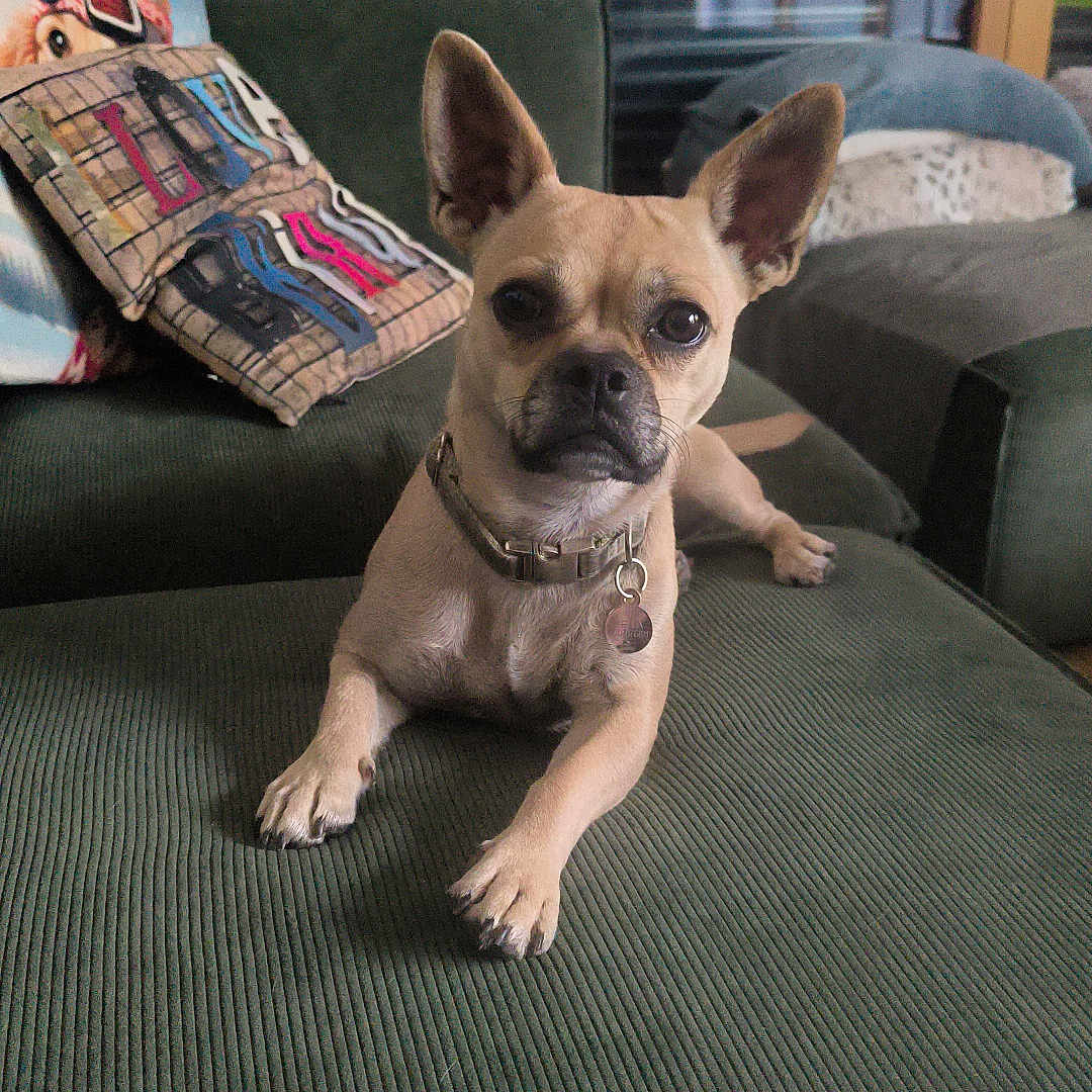Bella