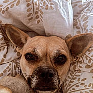 Bella participe au concours pour gagner de l'argent avec cette photo : dog, pet, close_up, face, ears, fur, bed, bedding, pattern, leaf_pattern, resting, looking, canine, animal, cute, portrait, indoor, comfort, snuggle, soft