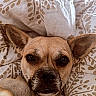 animal, bed, bedding, canine, close_up, comfort, cute, dog, ears, face, fur, indoor, leaf_pattern, looking, pattern, pet, portrait, resting, snuggle, soft