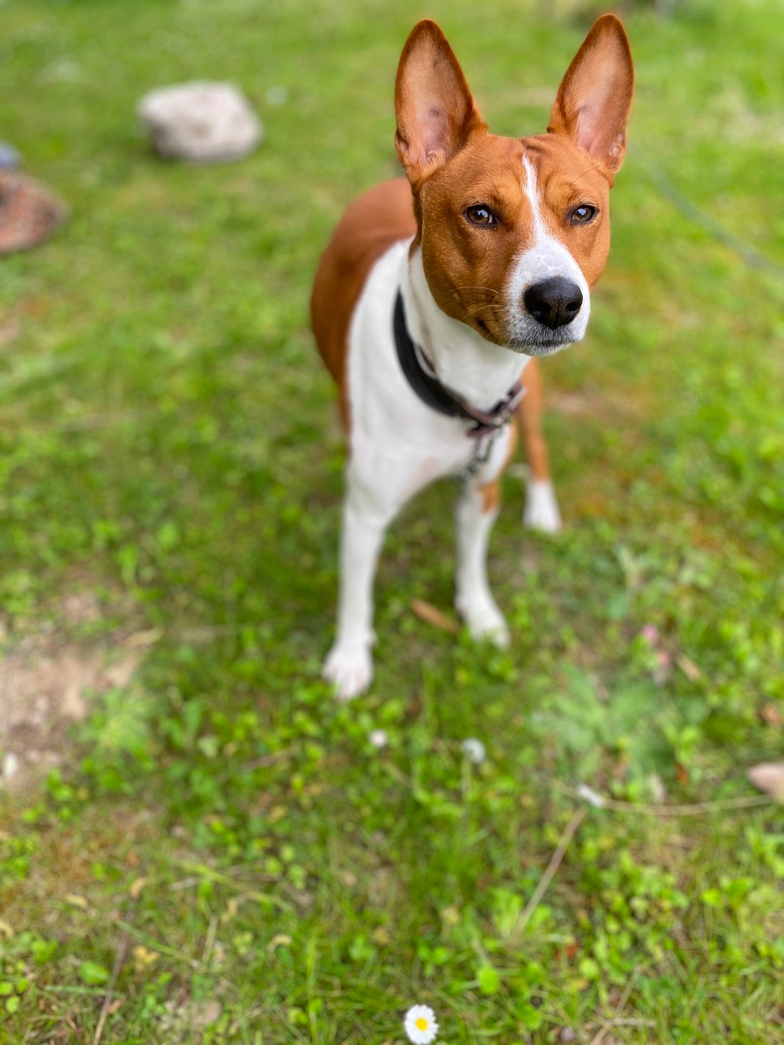 Phloki participe au concours pour gagner de l'argent avec cette photo : canidae, carnivore, companion_dog, dog, dog_breed, fawn, grass, groundcover, hound, irishjacks, mammal, plant, snout, tail, terrestrial_animal, terrestrial_plant, terrier, vertebrate, wood, working_animal