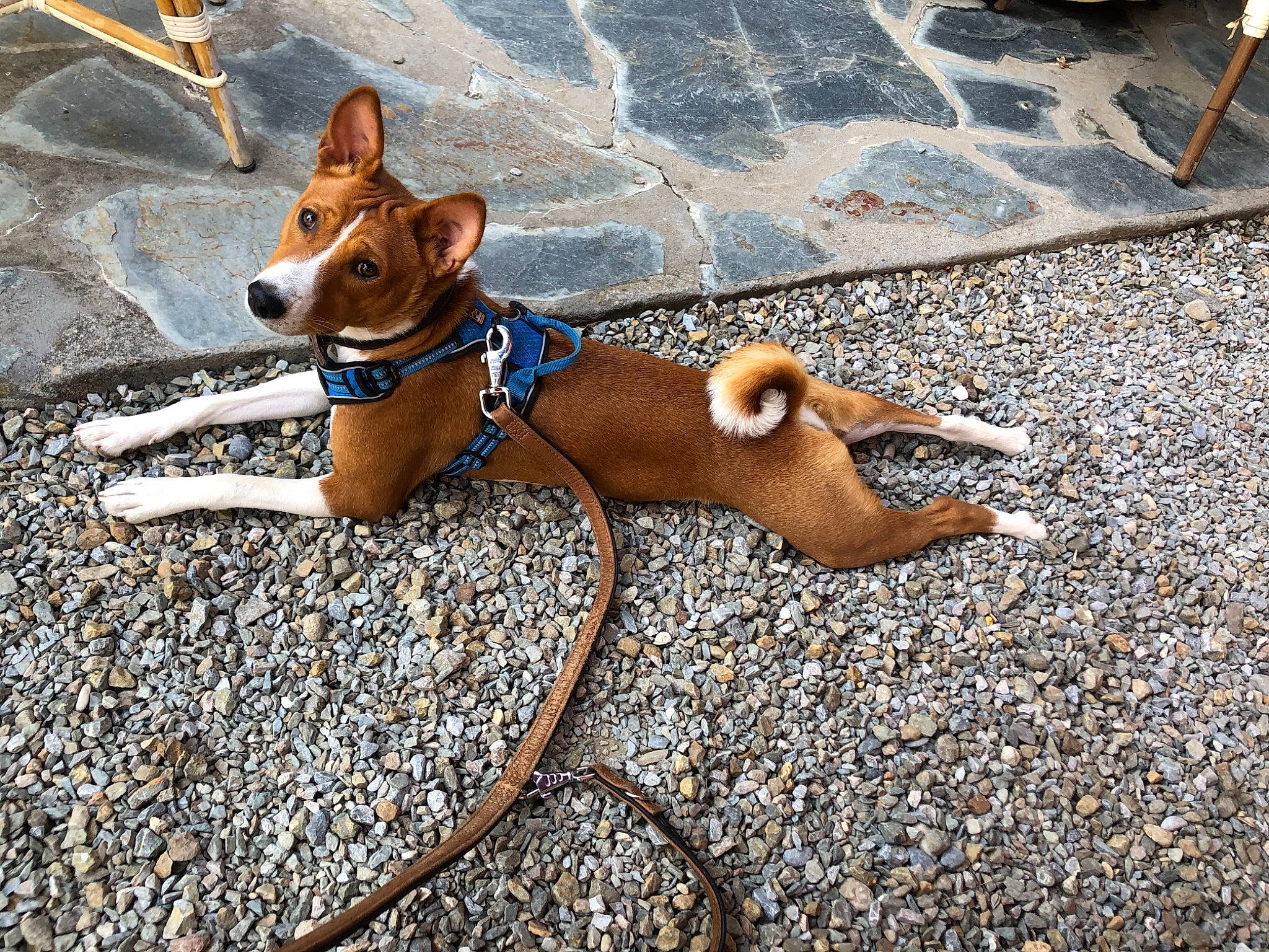 Phloki a rejoint le concours — aidez-le/la à gagner de superbes lots ! canidae, carnivore, collar, companion_dog, dog, dog_breed, dog_collar, dog_supply, eyewear, fashion_accessory, fawn, leash, pet_supply, road_surface, shadow, sidewalk, snout, sporting_group, tail, working_animal