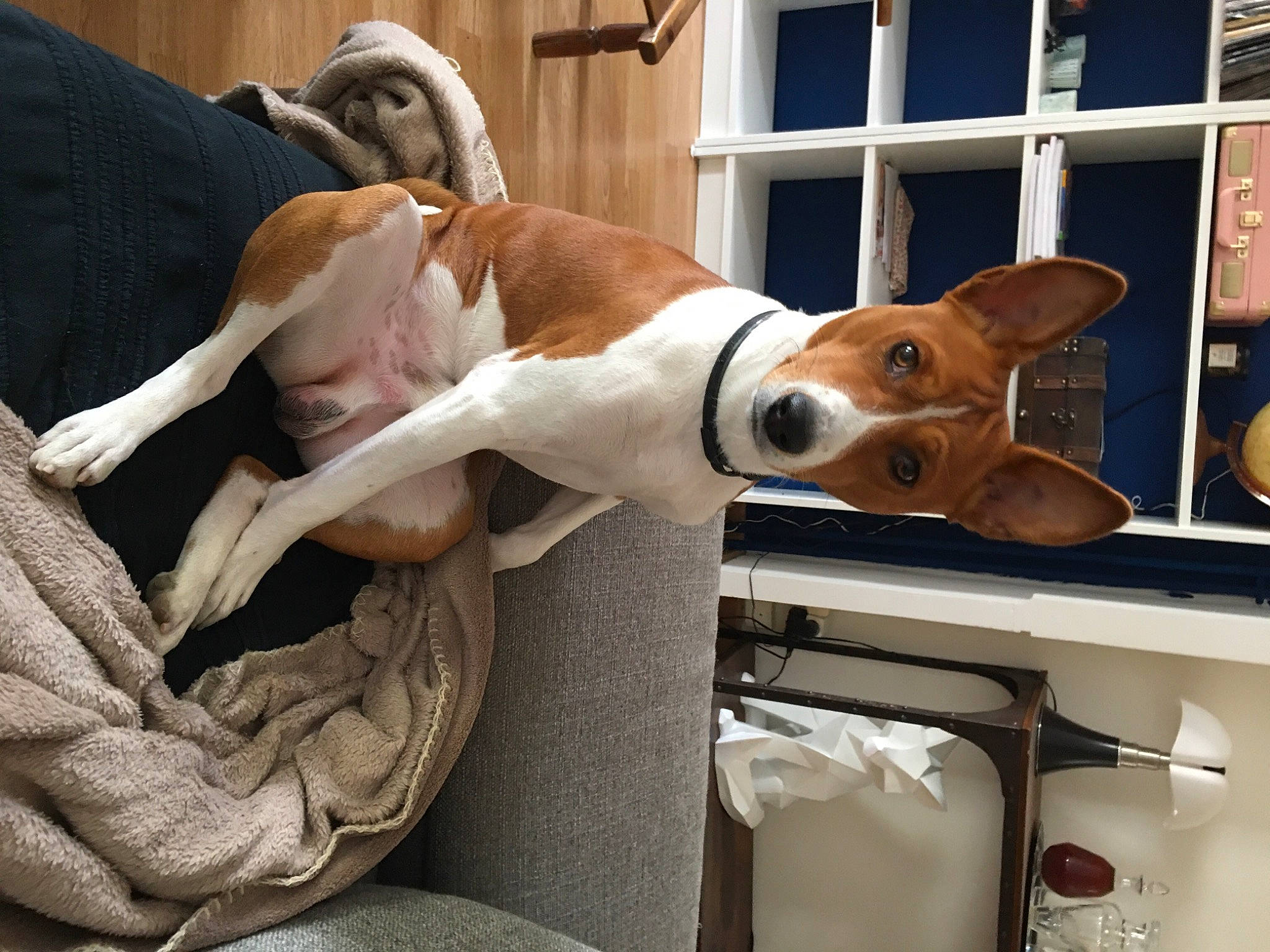 Phloki a rejoint le concours — aidez-le/la à gagner de superbes lots ! canidae, carnivore, collar, comfort, companion_dog, dog, dog_breed, ear, fawn, fur, non_sporting_group, snout, sporting_group, window, wood, working_animal