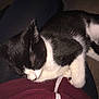 Tinkerbell is registered to the contest to win money with this photo: