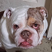 Chanel is registered to the contest to win money with this photo: brown_eye, bulldog, close_up, dog, door, drooling, ears, english_bulldog, expression, face, floor, indoor, looking_up, patchy_fur, pet, pet_portrait, tongue, underbite, white_fur, wrinkles