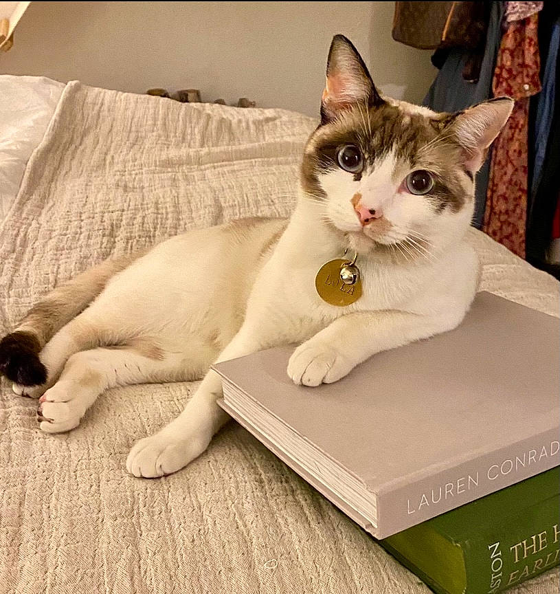 Lola joined the competition — help win amazing prizes! box, carnivore, cat, comfort, domestic_short_haired_cat, felidae, flooring, fur, hardwood, linens, packaging_and_labeling, paw, pet_supply, rectangle, sitting, small_to_medium_sized_cats, snout, tail, whiskers, wood