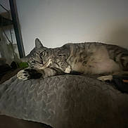 Watermelon is registered to the contest to win money with this photo: animal, blanket, cat, cozy, cushion, feline, fur, home, indoor, paw, pet, quiet, relaxed, resting, sleepy, soft, tabby, texture, wall, whiskers