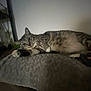 animal, blanket, cat, cozy, cushion, feline, fur, home, indoor, paw, pet, quiet, relaxed, resting, sleepy, soft, tabby, texture, wall, whiskers