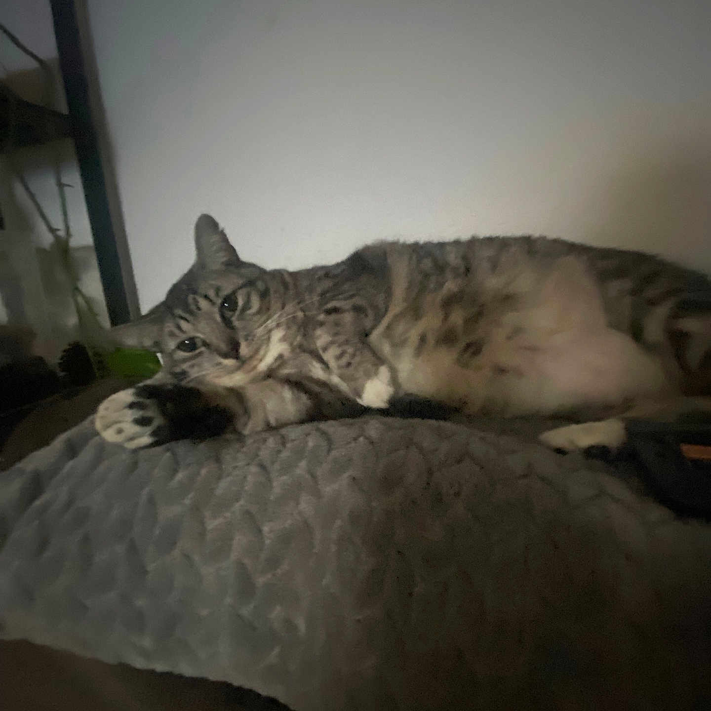 Watermelon is registered to the contest to win money with this photo: animal, blanket, cat, cozy, cushion, feline, fur, home, indoor, paw, pet, quiet, relaxed, resting, sleepy, soft, tabby, texture, wall, whiskers