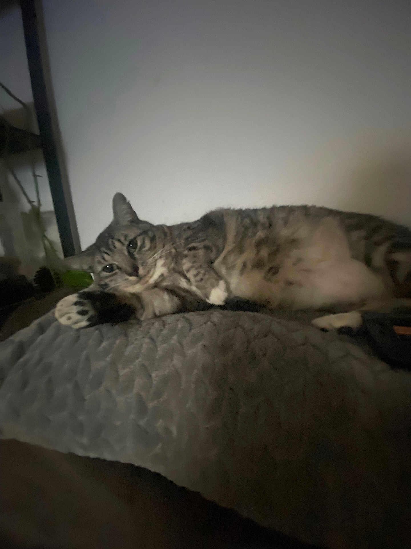 Watermelon is registered to the contest to win money with this photo: animal, blanket, cat, cozy, cushion, feline, fur, home, indoor, paw, pet, quiet, relaxed, resting, sleepy, soft, tabby, texture, wall, whiskers