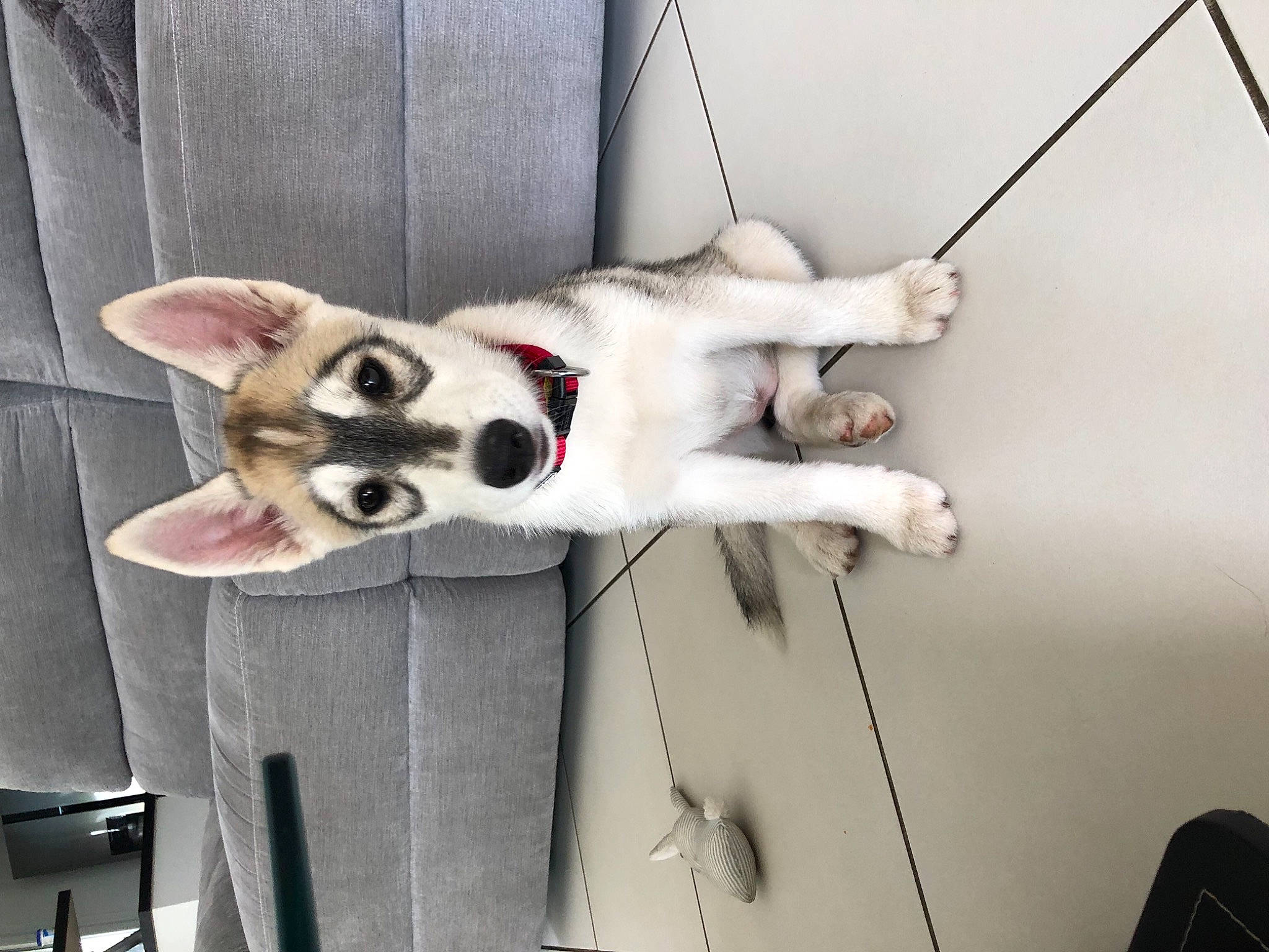 Soho a rejoint le concours — aidez-le/la à gagner de superbes lots ! ancient_dog_breeds, canidae, carnivore, collar, comfort, companion_dog, dog, dog_breed, dog_collar, dog_supply, fawn, felidae, fur, non_sporting_group, paw, snout, sporting_group, tail, white, working_animal