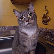 Alex joined the competition — help win amazing prizes! cabinet, cat, coffee_cup, countertop, curious, decoration, domestic, ears, eyes, face, feline, gray_tabby, household, indoor, kitchen, kitten, pet, sink, wall, whiskers
