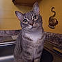 cabinet, cat, coffee_cup, countertop, curious, decoration, domestic, ears, eyes, face, feline, gray_tabby, household, indoor, kitchen, kitten, pet, sink, wall, whiskers
