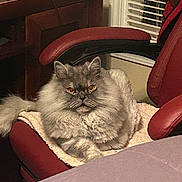 Simba joined the competition — help win amazing prizes! cat, fluffy_cat, longhair, gray_cat, pet, indoor, armchair, office_chair, blanket, desk, window_blinds, whiskers, amber_eyes, cozy, portrait, fluffy, tail, home, relaxed, feline