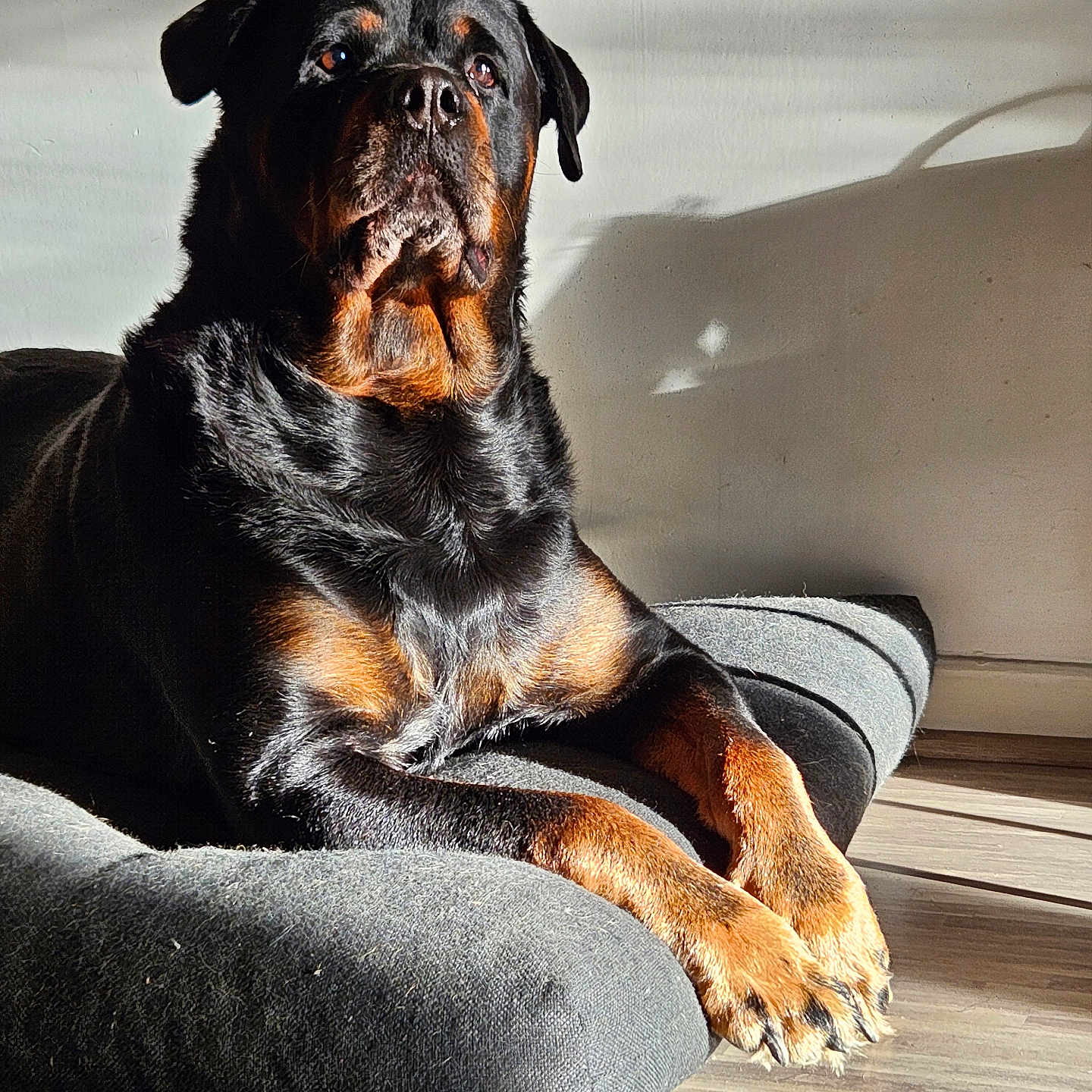 Lou