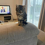 Walker participe au concours pour gagner de l'argent avec cette photo : animal, architecture, building, cat, computerhardware, couch, cushion, electronics, entertainmentcenter, furniture, hardware, homedecor, indoors, livingroom, monitor, pet, remotecontrol, room, screen, tv