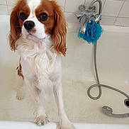 Hachile a rejoint le concours — aidez-le/la à gagner de superbes lots !