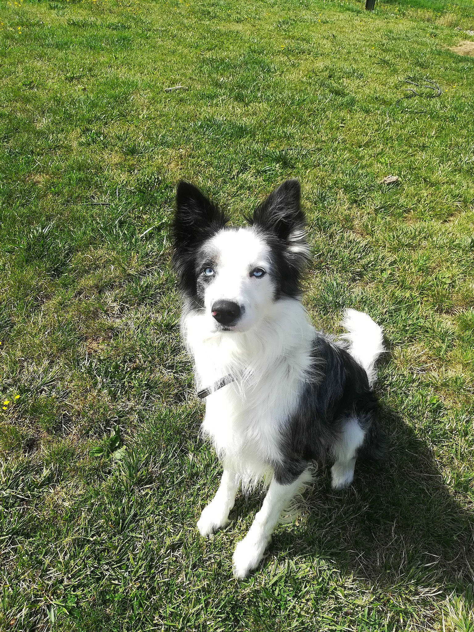Louki a rejoint le concours — aidez-le/la à gagner de superbes lots ! australian_collie, border_collie, canidae, carnivore, companion_dog, dog, dog_breed, grass, herding_dog, mammal, papillon, plant, rare_breed_dog, sporting_group, vertebrate, welsh_sheepdog, working_dog