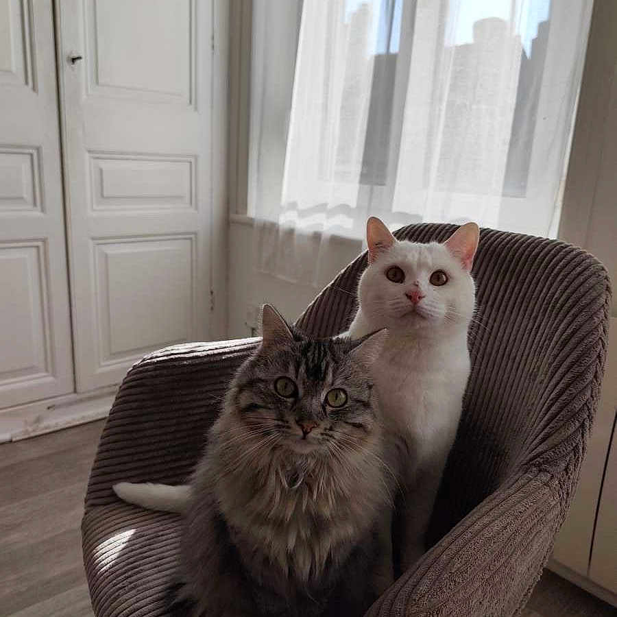 Lilo Et Simba a rejoint le concours — aidez-le/la à gagner de superbes lots ! angora, animal, armchair, cat, chair, chaise, couch, cushion, door, furniture, homedecor, indoors, interiordesign, kitten, manx, person, pet, sitting, window