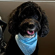 Charlotte is registered to the contest to win money with this photo: dog, pet, black_fur, curly_fur, bandana, blue_bandana, tongue, smile, eyes, nose, whiskers, portrait, indoor, table, countertop, pattern, groomed, sitting, chair, cute