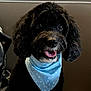 dog, pet, black_fur, curly_fur, bandana, blue_bandana, tongue, smile, eyes, nose, whiskers, portrait, indoor, table, countertop, pattern, groomed, sitting, chair, cute