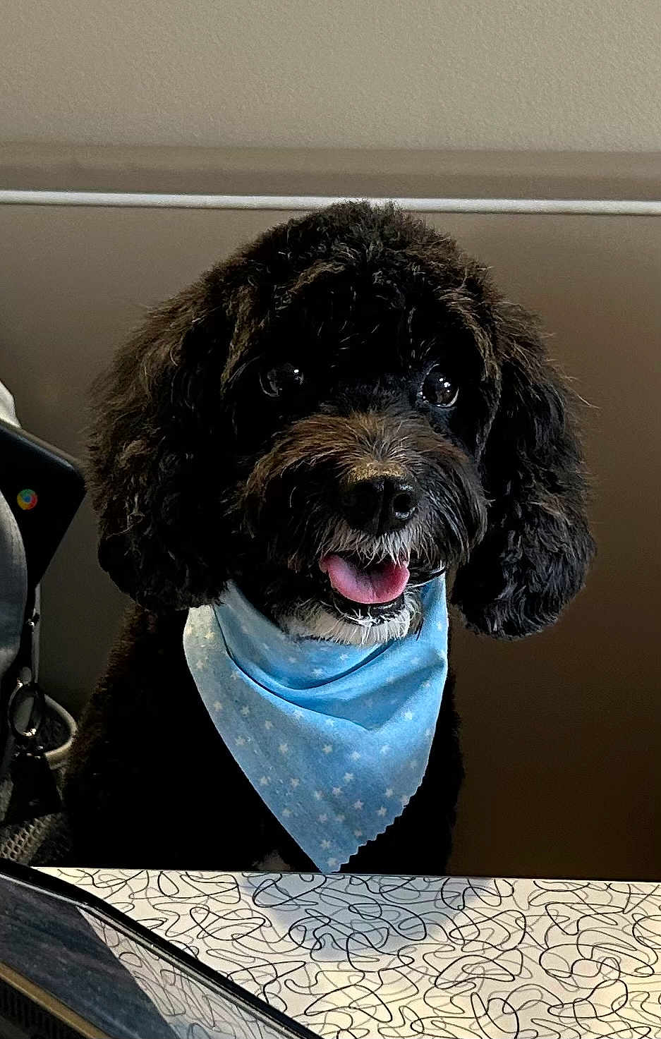 Charlotte is registered to the contest to win money with this photo: dog, pet, black_fur, curly_fur, bandana, blue_bandana, tongue, smile, eyes, nose, whiskers, portrait, indoor, table, countertop, pattern, groomed, sitting, chair, cute