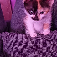 Charlotte a rejoint le concours — aidez-le/la à gagner de superbes lots ! kitten, calico, cat, pet, cushion, gray, indoor, furniture, curious, small, young, feline, cute, animal, soft, texture, purple_tint, sitting, closeup, domestic
