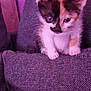 kitten, calico, cat, pet, cushion, gray, indoor, furniture, curious, small, young, feline, cute, animal, soft, texture, purple_tint, sitting, closeup, domestic