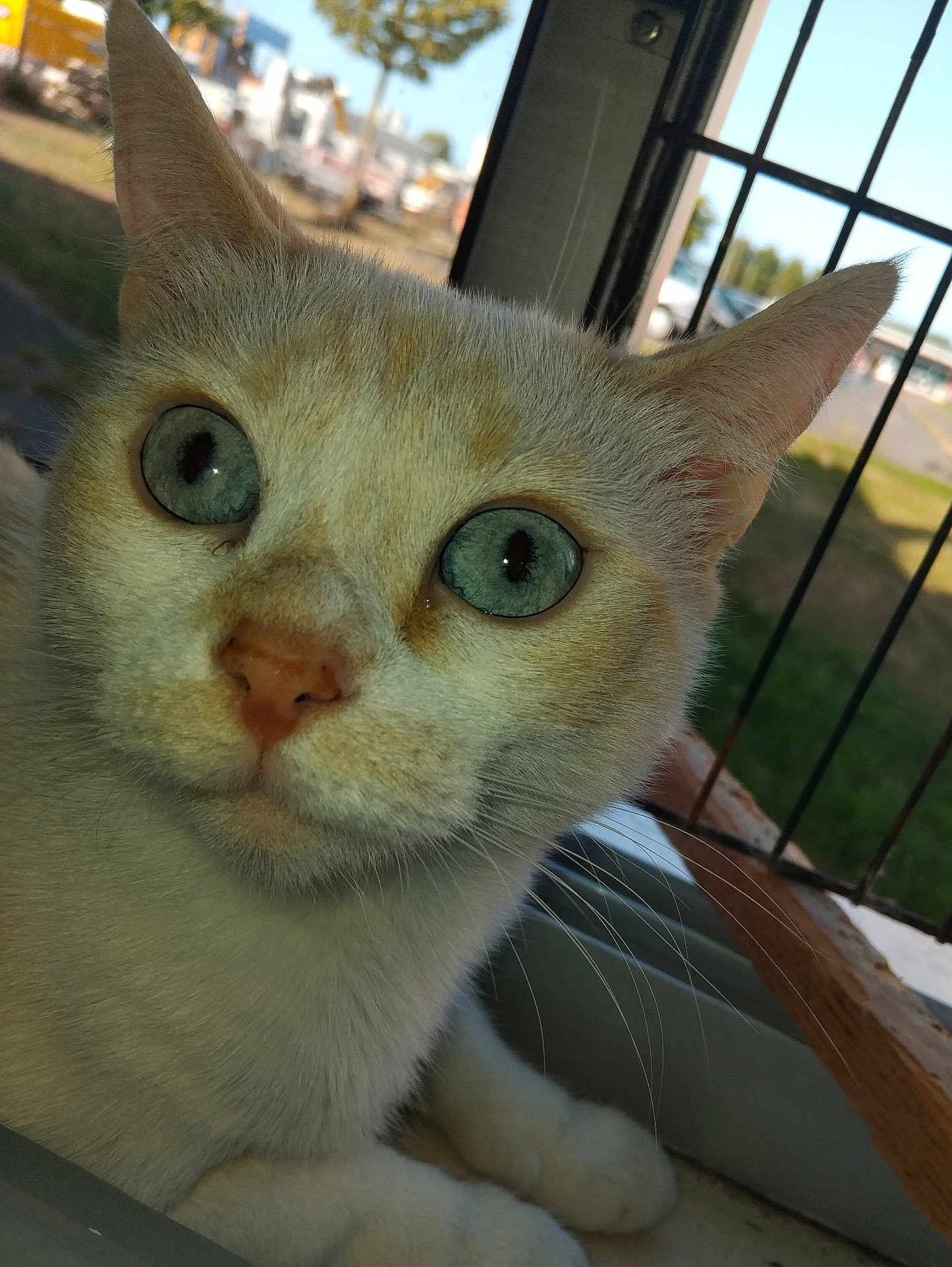 Clochette participe au concours pour gagner de l'argent avec cette photo : cat, blue_eyes, close_up, indoor, window, metal_bars, fur, whiskers, nose, ears, animal, pet, curious, portrait, daylight, background, outdoor_blur, sitting, face, domestic_cat