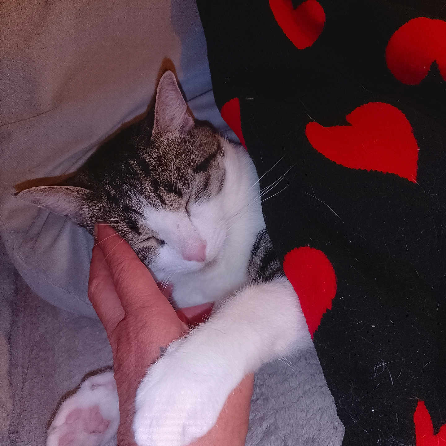 June participe au concours pour gagner de l'argent avec cette photo : affection, blanket, cat, close_up, comfort, cozy, feline, hand, hearts, human_hand, indoor, paw, pet, resting, sleeping, sleepy, snuggling, tabby, warm, white_paw