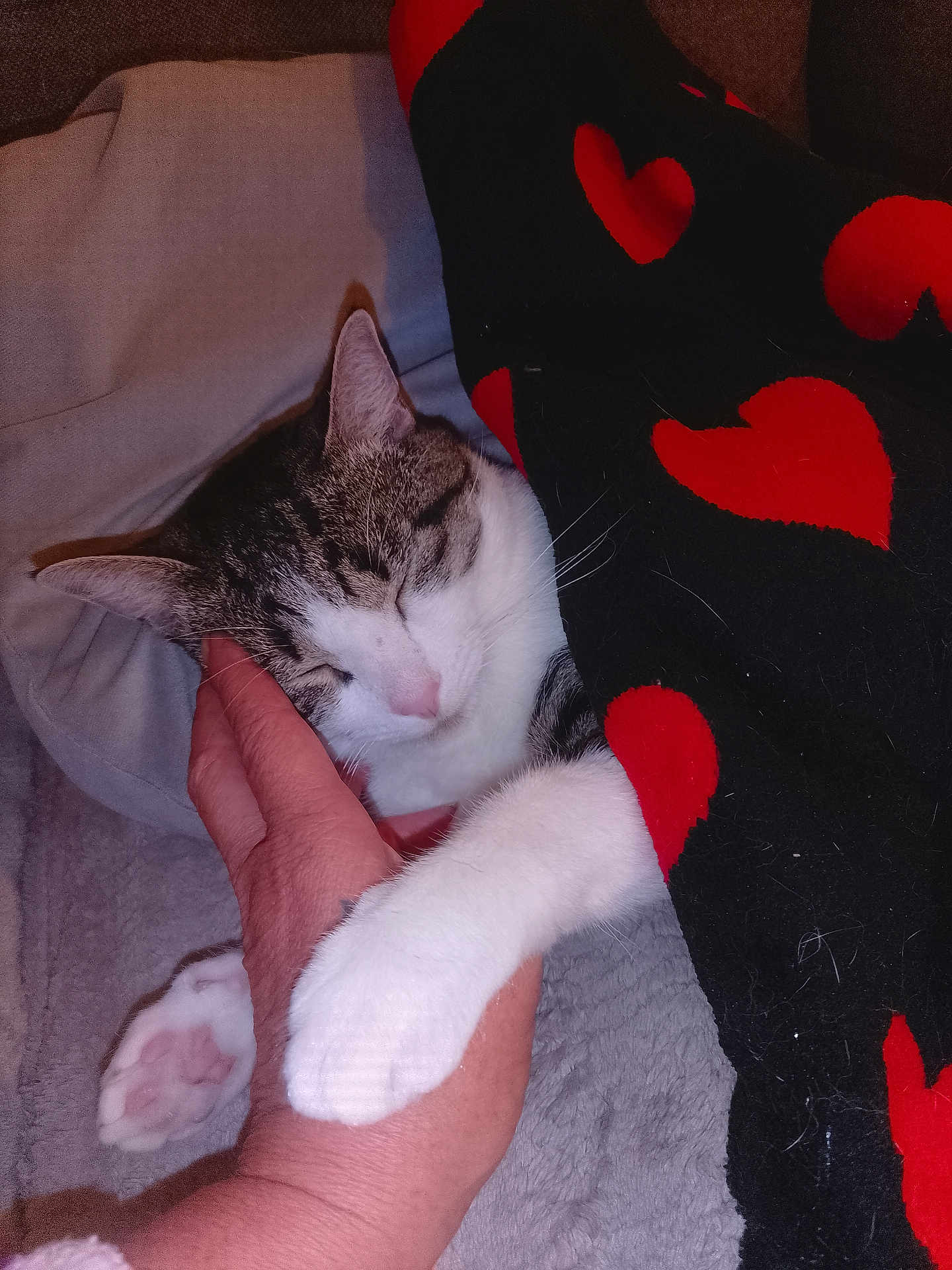 June participe au concours pour gagner de l'argent avec cette photo : cat, sleeping, hand, blanket, hearts, cozy, paw, feline, pet, indoor, resting, comfort, human_hand, tabby, white_paw, close_up, sleepy, warm, snuggling, affection