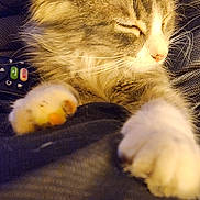 Sassy joined the competition — help win amazing prizes! cat, fluffy, paws, closeup, sleeping, domestic, pet, whiskers, fur, relaxing, indoor, remote_control, fabric, comfort, cute, animal, tabby, white_paws, resting, cozy