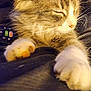 animal, cat, closeup, comfort, cozy, cute, domestic, fabric, fluffy, fur, indoor, paws, pet, relaxing, remote_control, resting, sleeping, tabby, whiskers, white_paws