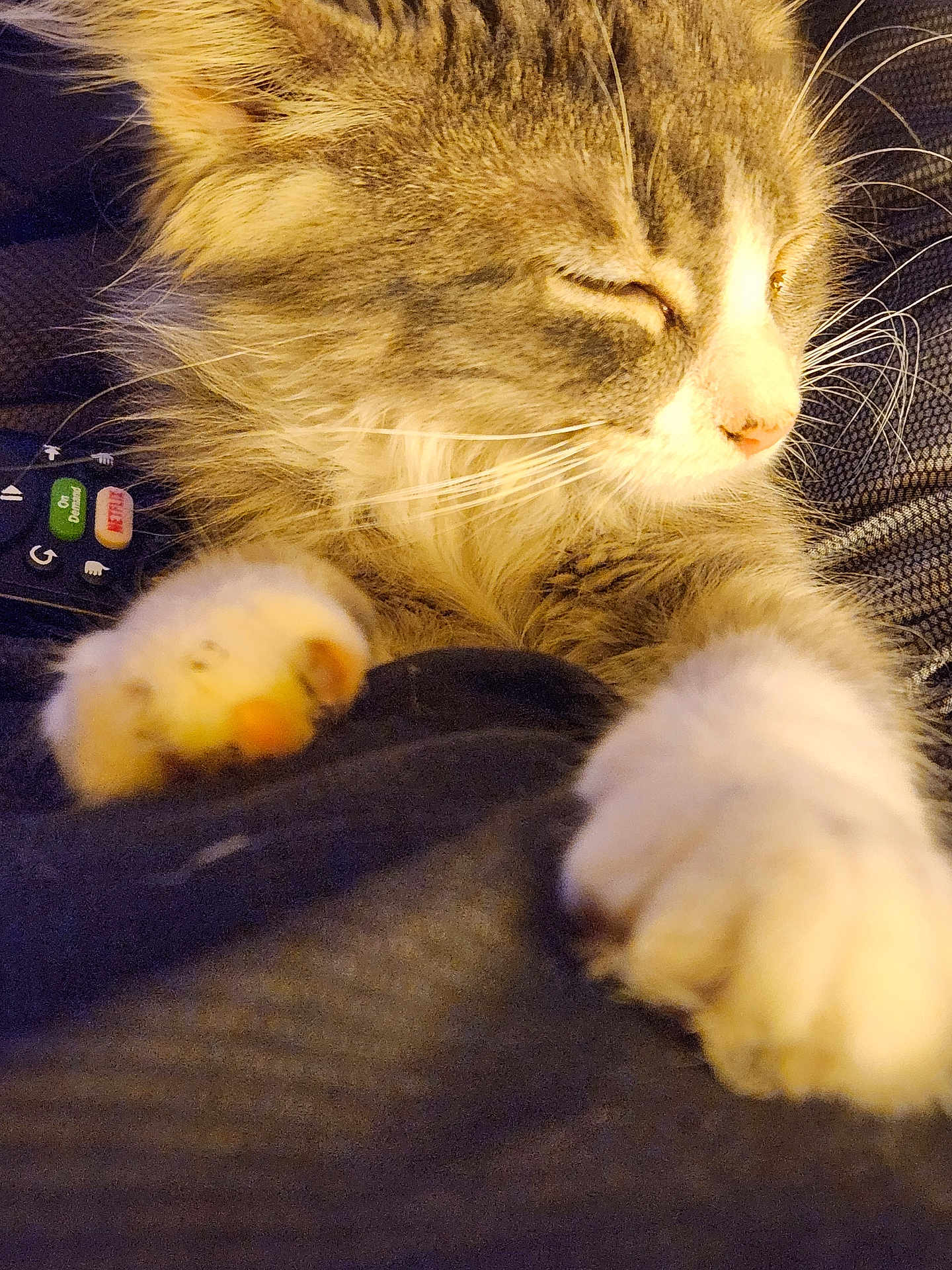 Sassy joined the competition — help win amazing prizes! cat, fluffy, paws, closeup, sleeping, domestic, pet, whiskers, fur, relaxing, indoor, remote_control, fabric, comfort, cute, animal, tabby, white_paws, resting, cozy