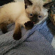 Chi Chi joined the competition — help win amazing prizes! kitten, cat, siamese, paw, furry, blue_towel, resting, indoor, curious, licking, animal, pet, cute, young, small, soft, texture, colorful_background, cozy, feline
