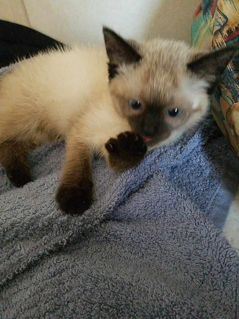 Chi Chi joined the competition — help win amazing prizes! kitten, cat, siamese, paw, furry, blue_towel, resting, indoor, curious, licking, animal, pet, cute, young, small, soft, texture, colorful_background, cozy, feline