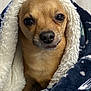 blanket, blanket_pattern, brown_fur, burrito_wrap, chihuahua, close_up, companion, cozy, cute, dog, eyes, fur, indoor, nose, pet, portrait, small_dog, snout, soft_texture, wrapped