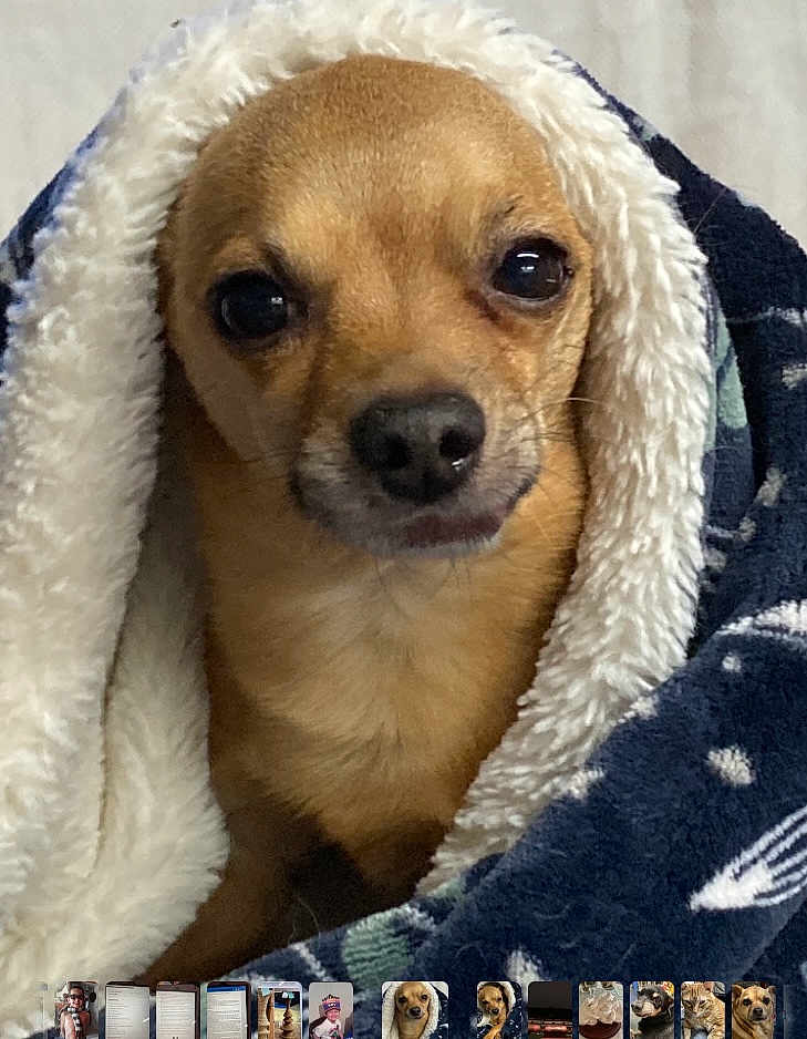 Billy joined the competition — help win amazing prizes! blanket, blanket_pattern, brown_fur, burrito_wrap, chihuahua, close_up, companion, cozy, cute, dog, eyes, fur, indoor, nose, pet, portrait, small_dog, snout, soft_texture, wrapped