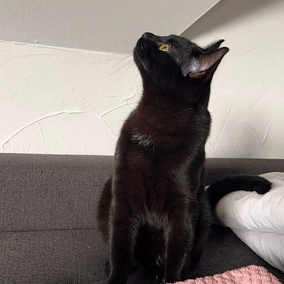 Nino a rejoint le concours — aidez-le/la à gagner de superbes lots ! abyssinian, animal, architecture, bed, bedroom, blackcat, blanket, building, cat, couch, cushion, egyptiancat, furniture, homedecor, indoors, kitten, manx, pet, quilt, room