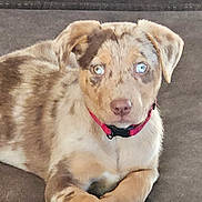 Rusty joined the competition — help win amazing prizes! blue_eyes, closeup, collar, couch, dog, domestic_animal, ears, face, fur, indoor, looking_at_camera, merle_coat, mouth, nose, paws, pet, portrait, puppy, relaxed, sofa