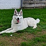 dog, siberian_husky, grass, lawn, outdoor, pet, canine, tongue_out, relaxed, animal, fence, white_brick_wall, greenery, summer, happy, fur, ears, tail, nature, daytime