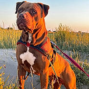 Zico participe au concours pour gagner de l'argent avec cette photo : dog, brown_dog, white_chest, harness, leash, outdoor, sunset, golden_hour, grass, sand, nature, pet, canine, animal, portrait, standing, close_up, sunlight, field, alert