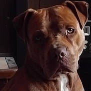 Zico participe au concours pour gagner de l'argent avec cette photo : animal, brown_dog, canine, close_up, companion, dark_background, dog, domestic_animal, ears, expression, face, furniture, head, indoor, looking, mammal, pet, portrait, table, white_patch