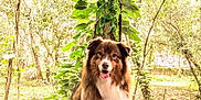 Fiona joined the competition — help win amazing prizes! dog, brown, white, fluffy, pet, outdoor, nature, greenery, tree, plants, wood, cushion, blanket, sitting, portrait, animal, sunlight, happy, tongue_out, canine