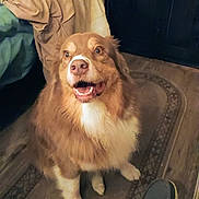 Fiona is registered to the contest to win money with this photo: dog, brown, white, indoor, rug, happy, sitting, fur, pet, animal, shoe, bed, furniture, floor, looking_up, canine, portrait, companion, cozy, home