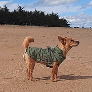 Jazzie participe au concours pour gagner de l'argent avec cette photo : dog, beach, sand, jacket, outdoor, pet, canine, nature, sky, clouds, trees, animal, fur, tail, standing, daytime, small_dog, alert, green_jacket, adventure